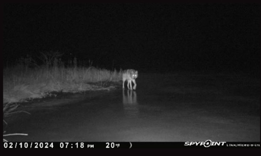 A Wolf walking towards camera on frozen lake at night